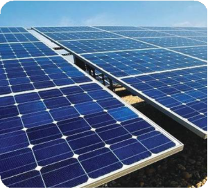 Trang trại đinh lăng kết hợp năng lượng tái tạo Hàm Cần 1 - hình 1